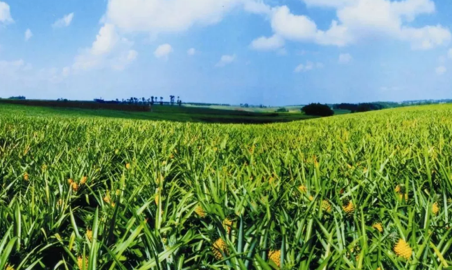 21個中央一號文件，一部中國農(nóng)業(yè)現(xiàn)代史