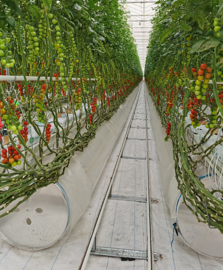 依托非耕地高效設(shè)施農(nóng)業(yè)，民樂縣著力打造特色戈壁農(nóng)業(yè)國(guó)家現(xiàn)代農(nóng)業(yè)產(chǎn)業(yè)園