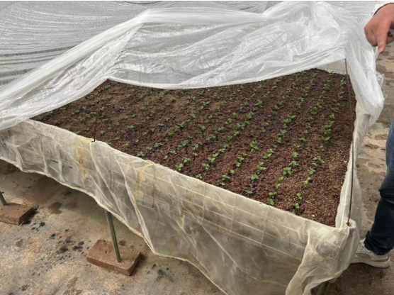 加強農業產業布局規劃，民樂縣向農業強縣進發